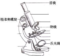 显微镜的镜头分几种如何进行区分